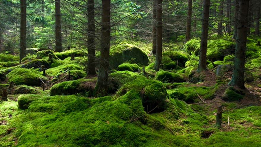Expiden decreto para manejo sostenible de flora silvestre y no maderables