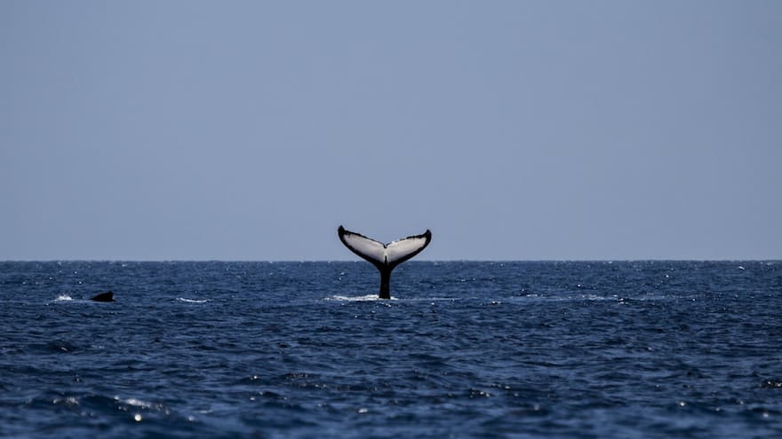 Científicos utilizan la IA para intentar comprender la comunicación animal