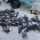 Muerte masiva de palomas en Montería genera rechazo del alcalde municipal