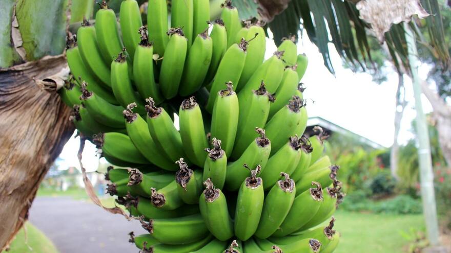 Bananeros del Magdalena, el Cesar y La Guajira hacen un llamado por amenazas