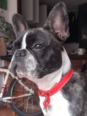 Amor perruno | Columna de Fabrina Acosta