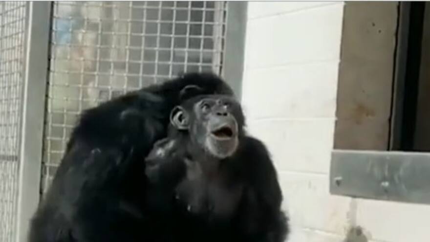 Video: Chimpancé de laboratorio conmueve al ver el cielo por primera vez, a sus 28 años