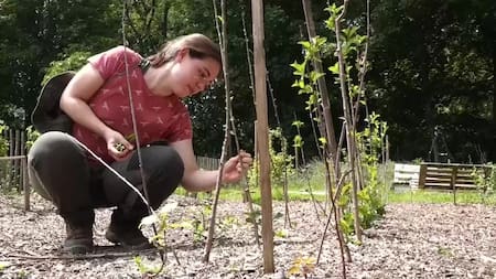 Un vivero ciudadano en Bruselas pretende dar frutas a todo el vecindario