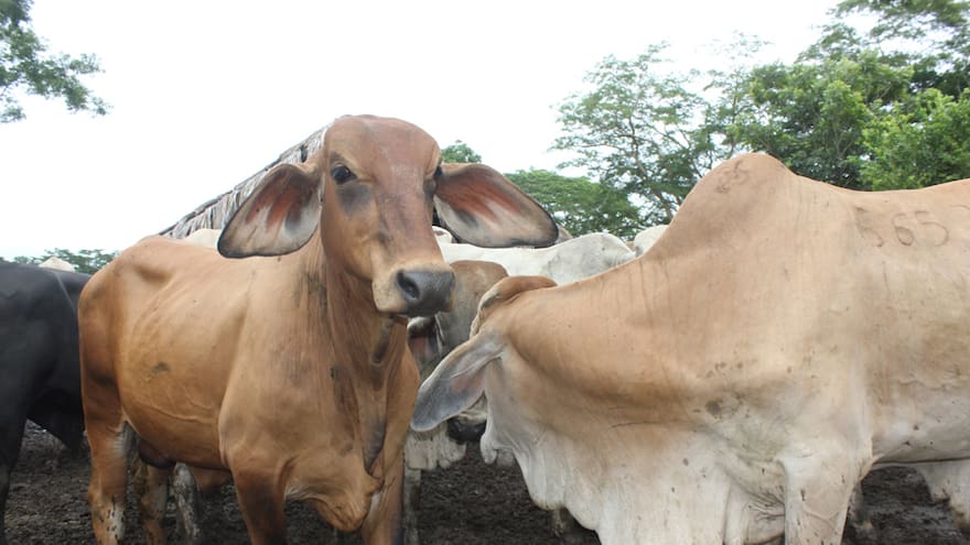 México suspende compra de lácteos a Colombia por aftosa