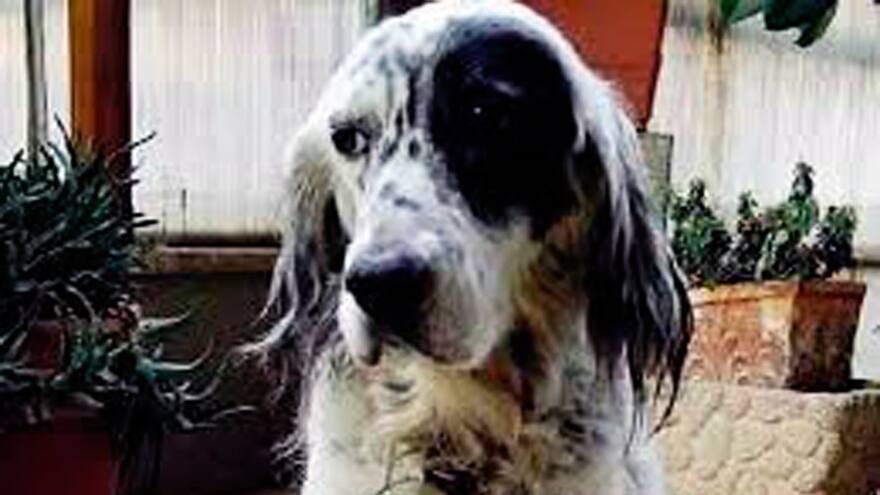 Dos días remunerados a italiana para que pueda curar a su perro