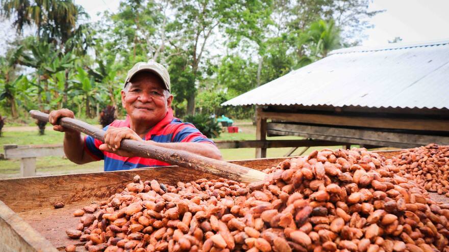 Promueven cultivos de cacao en zonas Pdet del sur de Córdoba