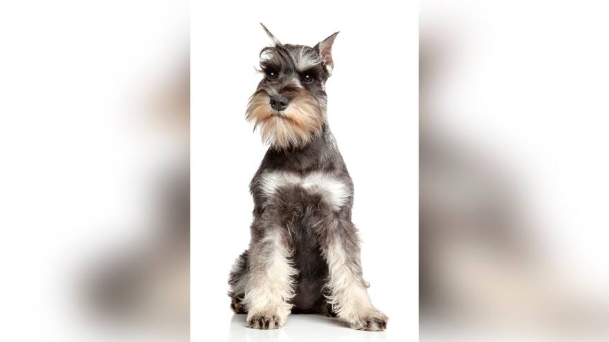 Conozca los cuidados que debe tener con su perro de raza pequeña