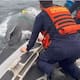 Video: liberan a una ballena atrapada en una malla en Bahía Solano, Chocó