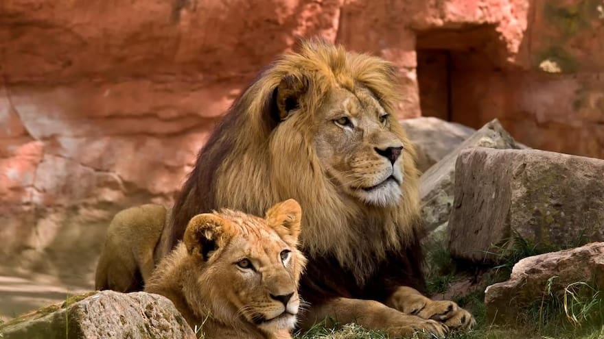 ¿Por qué los leones africanos están a un paso de la extinción?