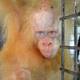 Eligen nombre para orangutana albina en Indonesia: ‘Alba’