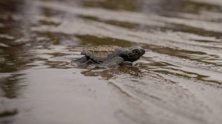 Valle del Chocó, uno de los atractivos para visitar en el Pacífico Colombiano