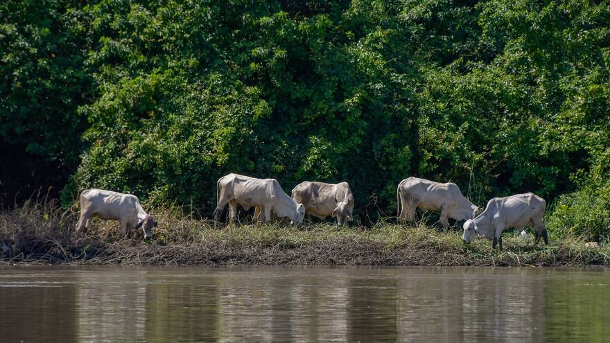 Muerte de bovinos en Atlántico: ICA se pronuncia