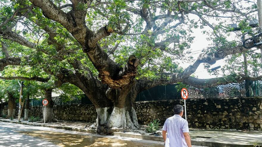 Advierten riesgo por 'deteriorado' estado de bongas en El Prado