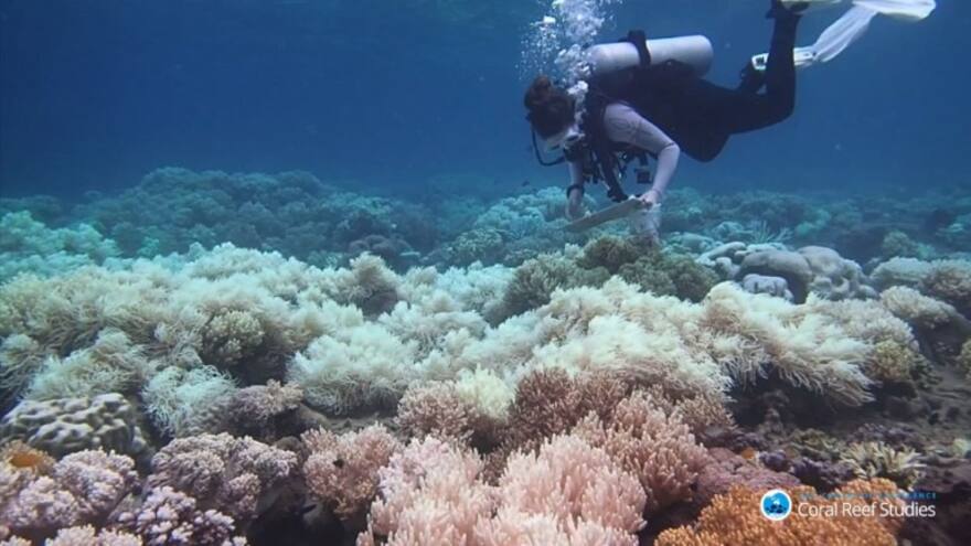 Este es el coral “más resistente al calor”