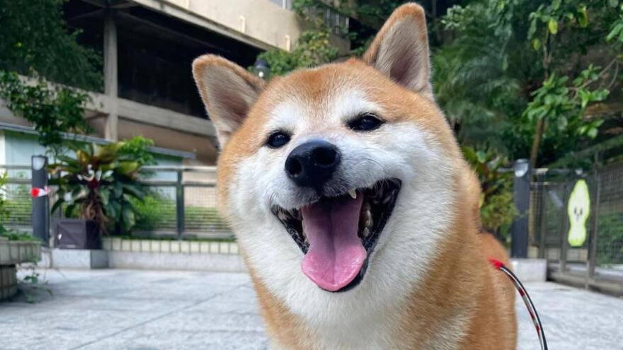 Muere ‘Balltze’, el perro que se hizo viral por sus divertidos memes