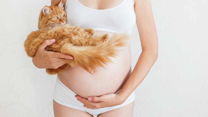 Toxoplasmosis, un parásito silencioso con graves huellas