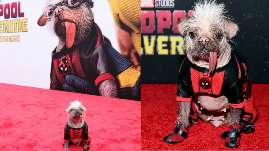 Peggy, mascota que interpretó a ‘Dogpool’, ganó Premio a Mejor Perro del Año