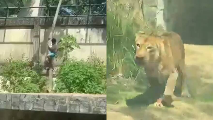 Joven de 19 años murió tras invadir el recinto de una leona en un zoológico