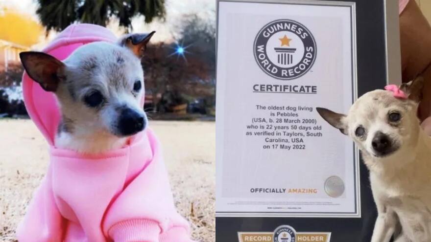 Récord Guinness: Pebbles, la adorable perrita más longeva del mundo
