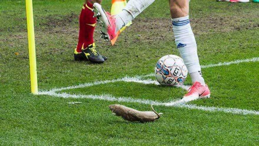 Brondby expulsa un año del estadio a hinchas que lanzaron ratas muertas