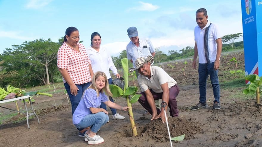 Santa Lucía y Suan florecen con la siembra de plátano y cacao