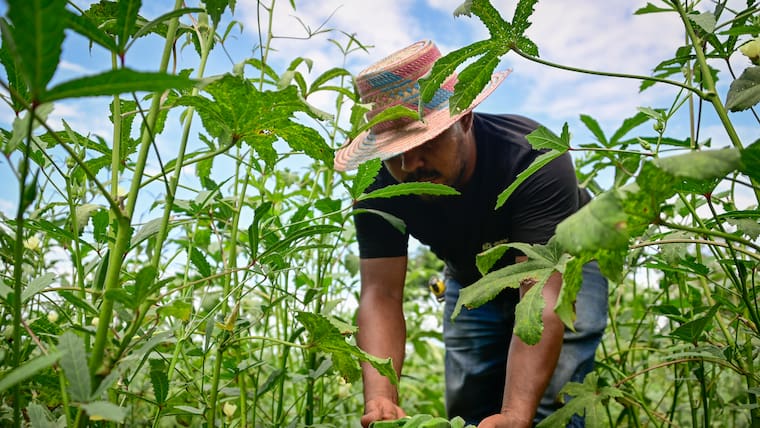 La Okra: el Oro verde que se cultiva en el Atlántico
