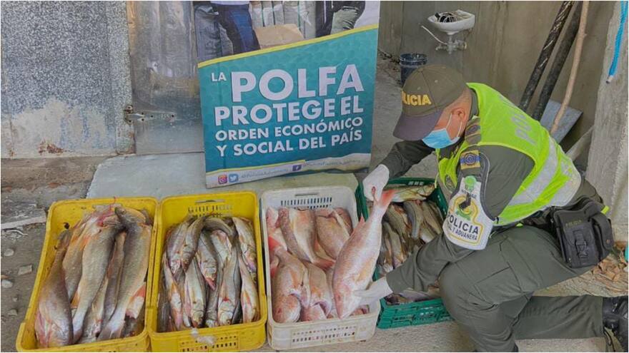 Decomisan 187 kilos de pescado de contrabando en la vía Riohacha - Palomino