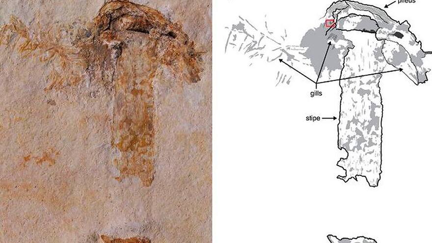 Hallan la seta más antigua que compartió la Tierra con los dinosaurios