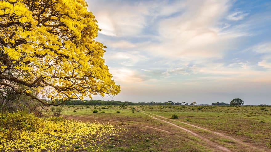 Con cañaguate, Aracataca se quiere vestir de amarillo
