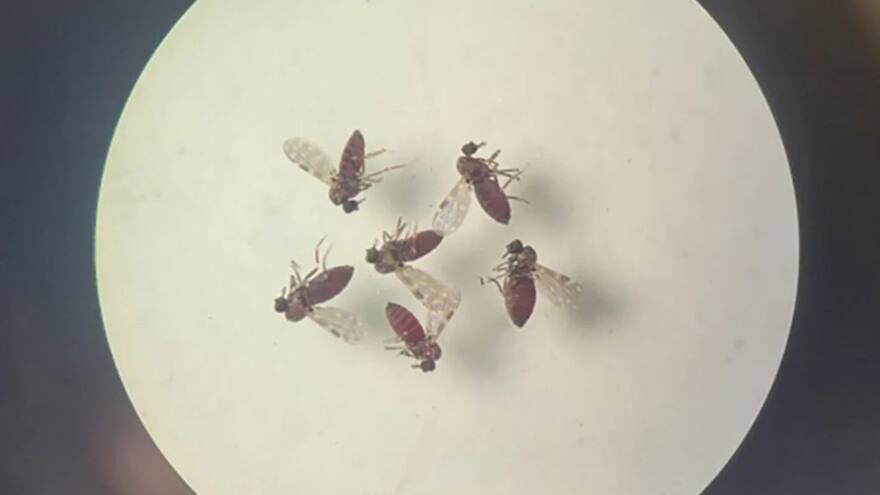 La OMS vigila tres departamentos de Colombia por crecimiento del virus Oropouche