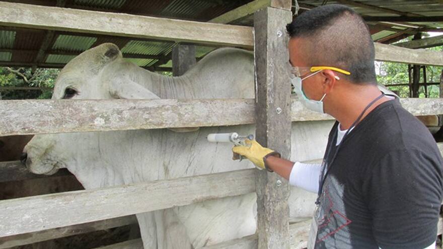 13 municipios del Cesar, en riesgo de rabia silvestre