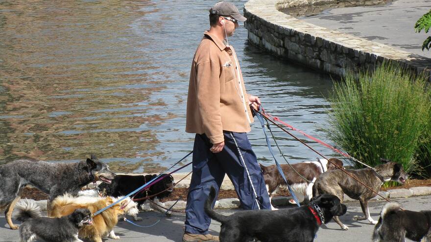 Recomendaciones que debe seguir para elegir un buen paseador de perros