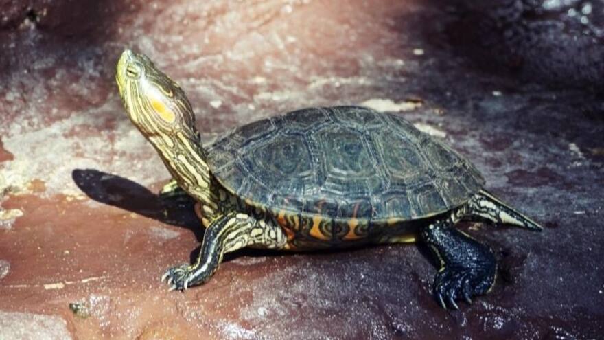 Tortuga icotea sale triunfante en Zooelecciones