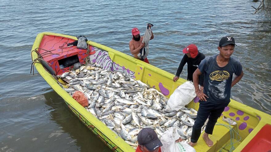 ¡A comer jurel!: pescadores, 'dichosos' con subienda en Bocas de Cenizas
