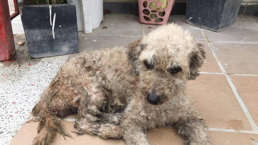 La odisea para hallarle un hogar a un criollo