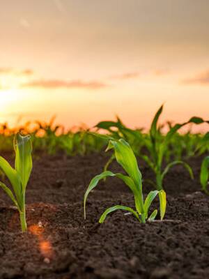 Productividad y reforma agraria | Martha Villalba