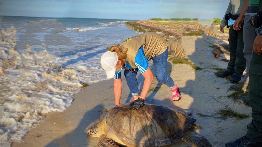 Rescatan cinco tortugas verdes en el municipio de Maicao