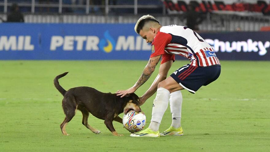 El perro que invadió la cancha en los partidos de Junior ante Universitario y Envigado busca hogar