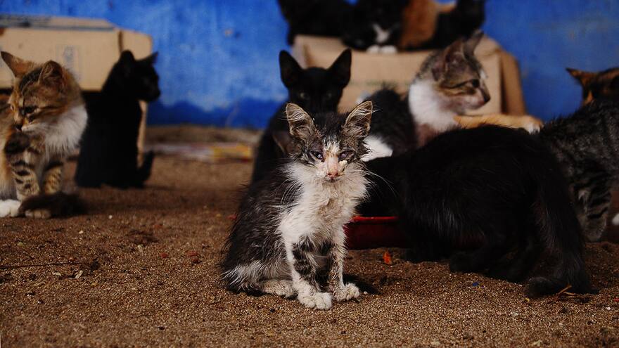 Hoy será radicada la política pública de bienestar animal