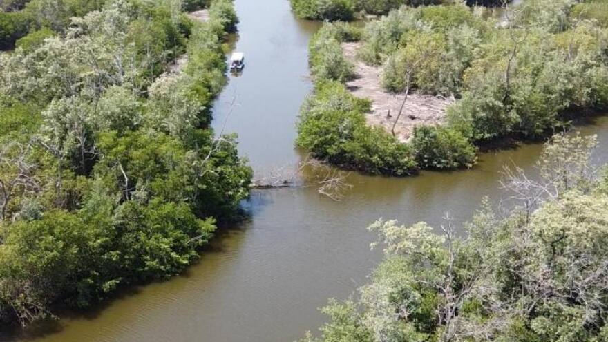 Ciénaga Grande de Santa Marta ha recuperado 7 mil hectareas de manglar en 16 años