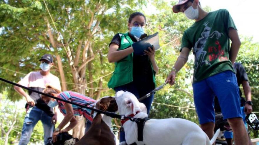 Convocan censo de perros de manejo especial en Barranquilla