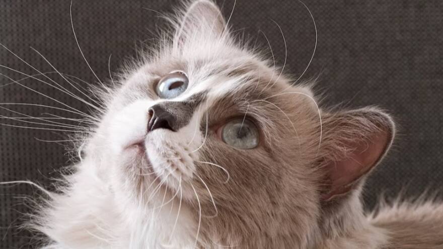 Mujer murió a sus 84 años y dejó la herencia a sus gatos