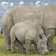 Dos rinocerontes blancos hembra mueren tras ser atacados por cazadores furtivos en Sudáfrica