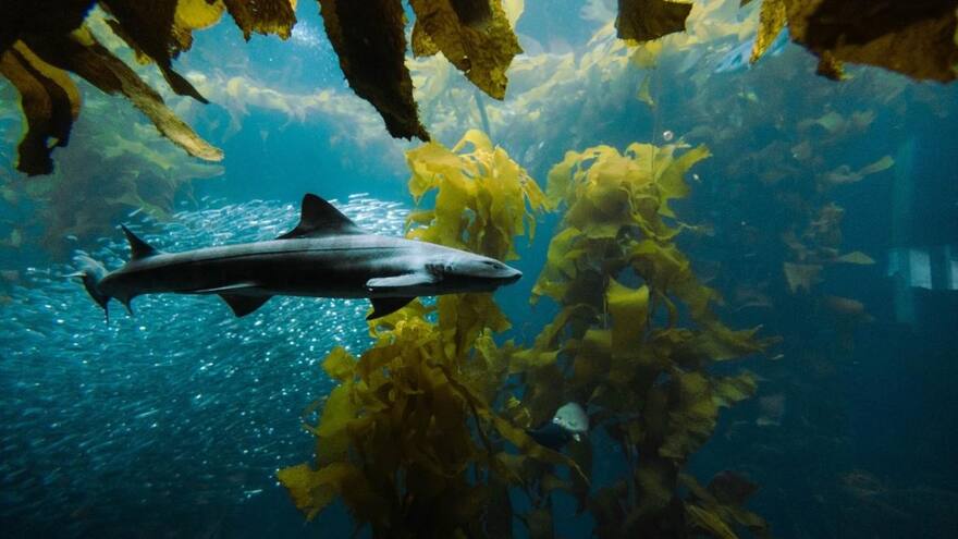 El fondo oceánico produce su propio oxígeno