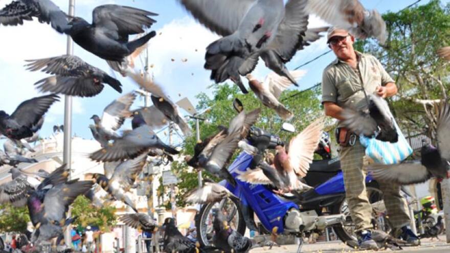 Según estudio, las palomas no tienen 'cerebro de pájaro'