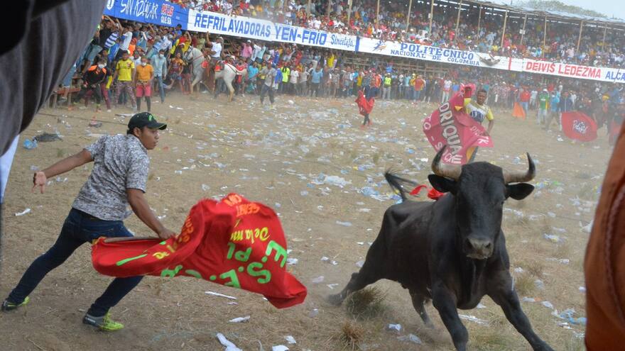 La Sociedad Protectora de Animales en Sucre celebra la prohibición de las corralejas