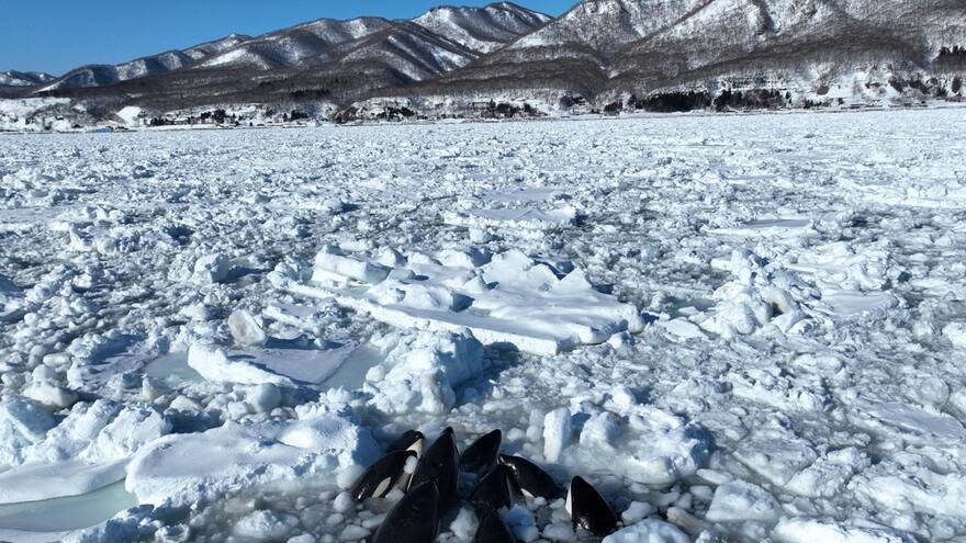 Un grupo de orcas queda atrapado en el hielo frente a la costa del norte de Japón
