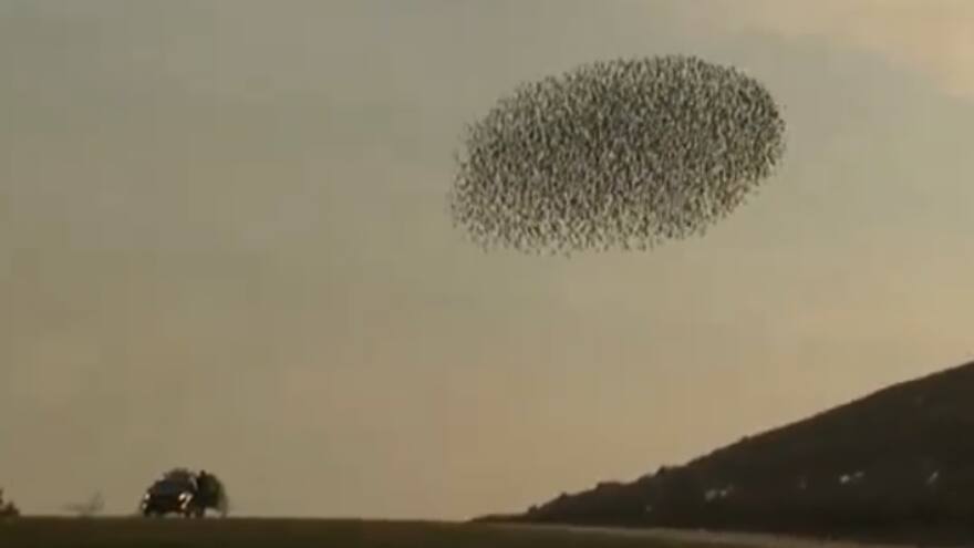 Las sorprendentes figuras que deja la desbandada de aves en Israel