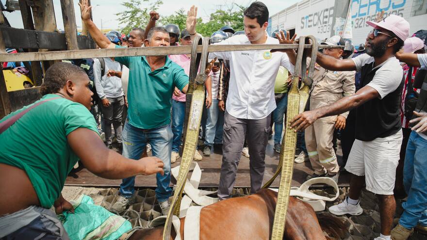 Caballo que transportaba materiales de construcción sufrió un accidente en Cartagena