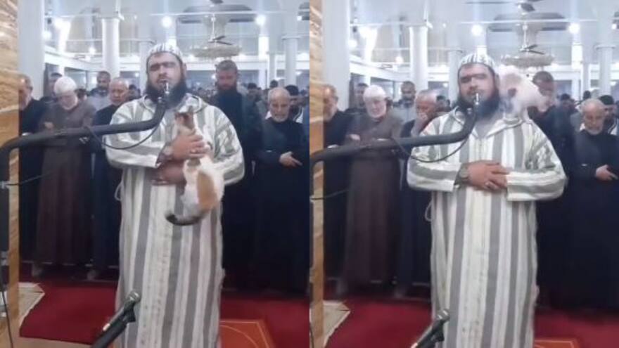 Video viral: Gato saltó encima de un jegue durante Ramadán en una mezquita Argelia